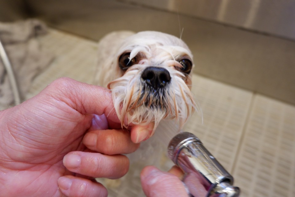  Dogs need tepid or warm water to enjoy a bath