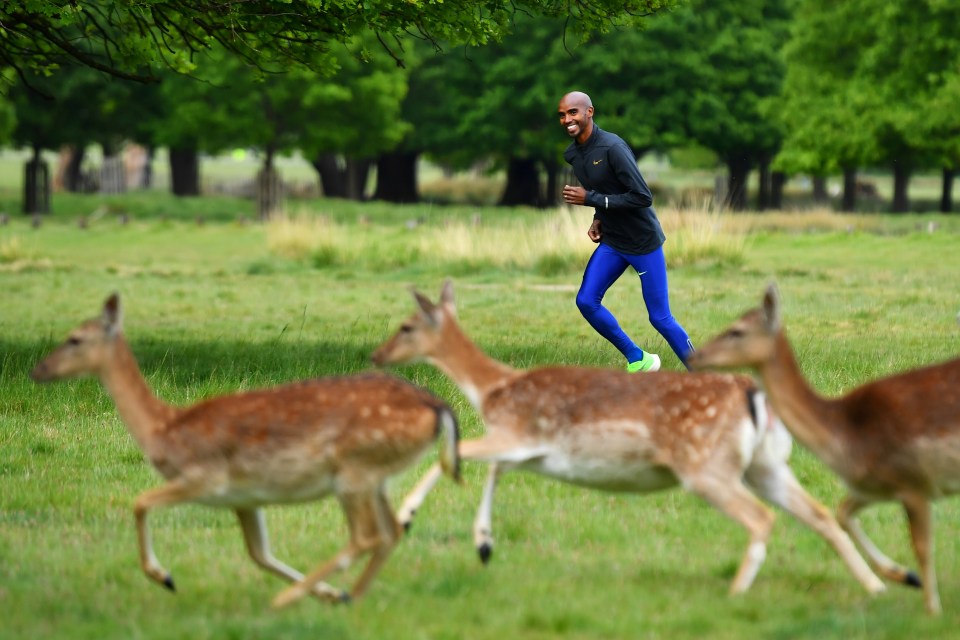 Mo Farah runs alongside deer in Richmond Park as he trains in isolation