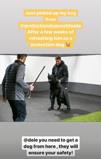  Katie Price showed her protection dog in training as she urged Dele Alli to get one