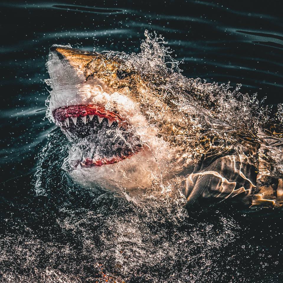  This shark pokes its head above the water for a closer look at its onlookers