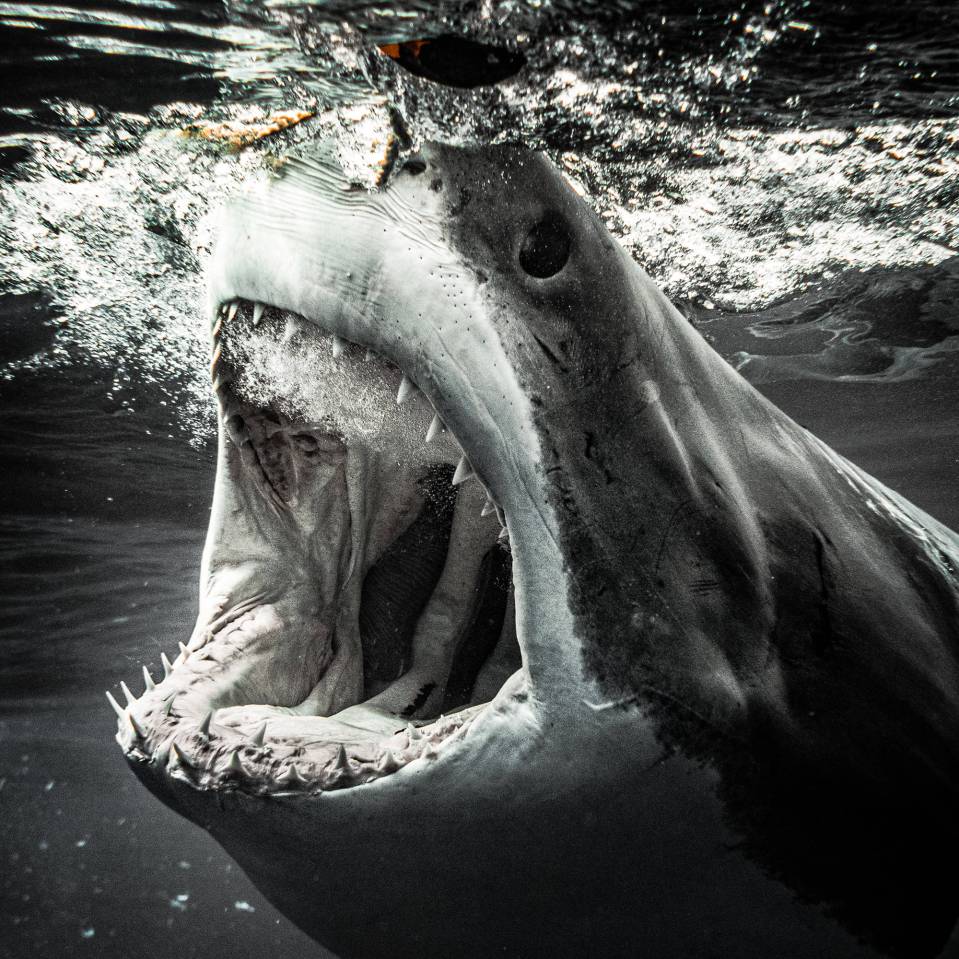  This shark shows off the teeth that give these apex predators their fierce reputation