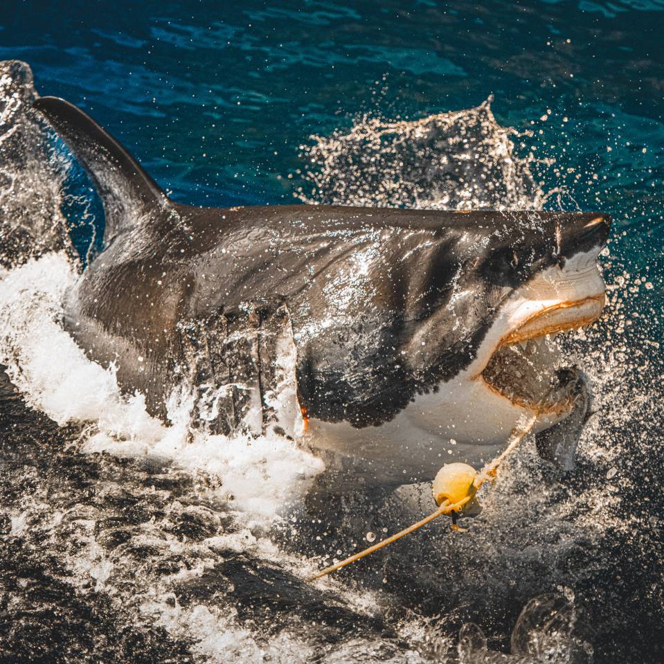  This shark breaches the surface as it dives for some bait