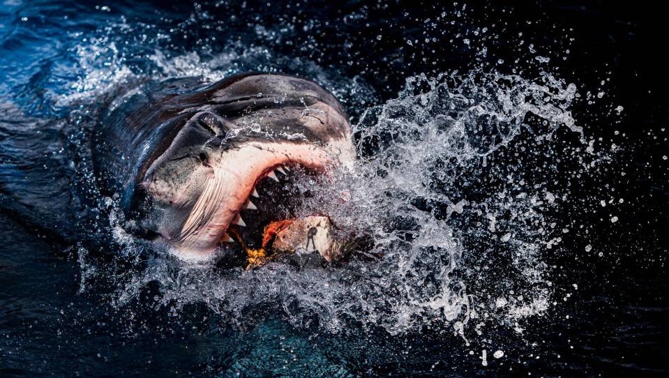  This shark succeeds in catching the bait in its mouth