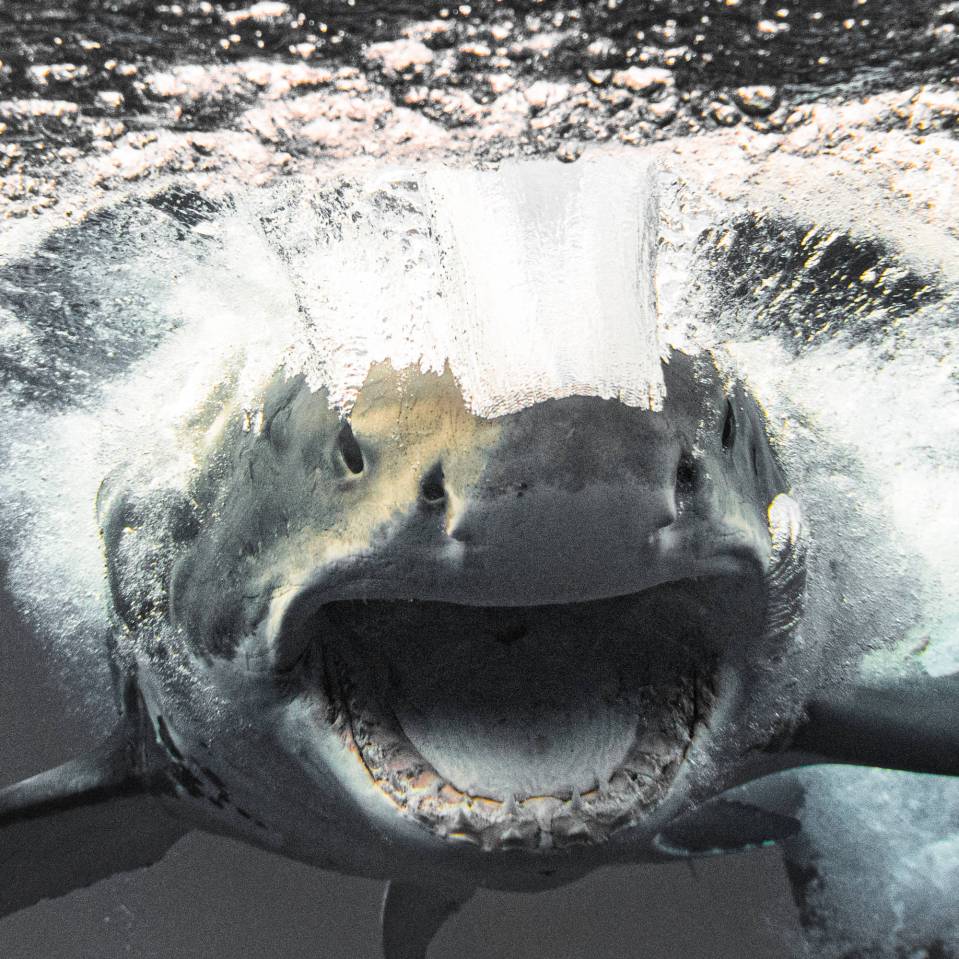  This great white shark swam straight for the photographer swimming just inches past him