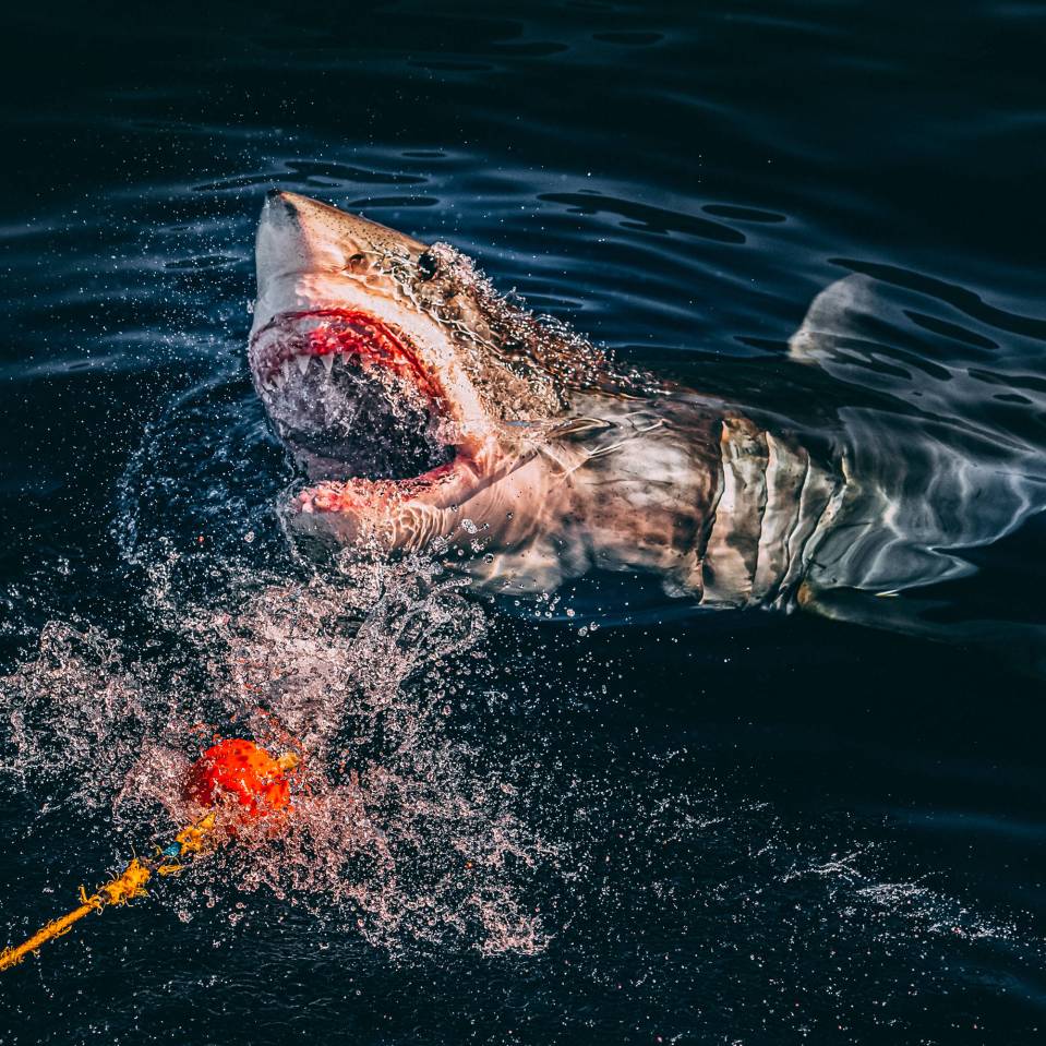  This shark comes just short of catching the bait