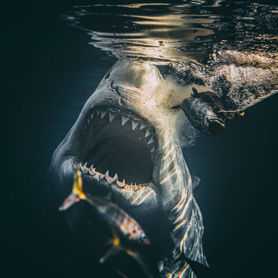  This great white shark has had his attention piqued by some nearby fish