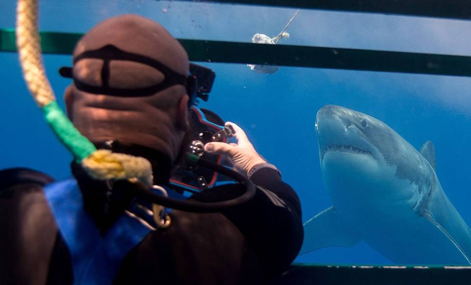  Photographer, Euan, getting up close with a great white shark