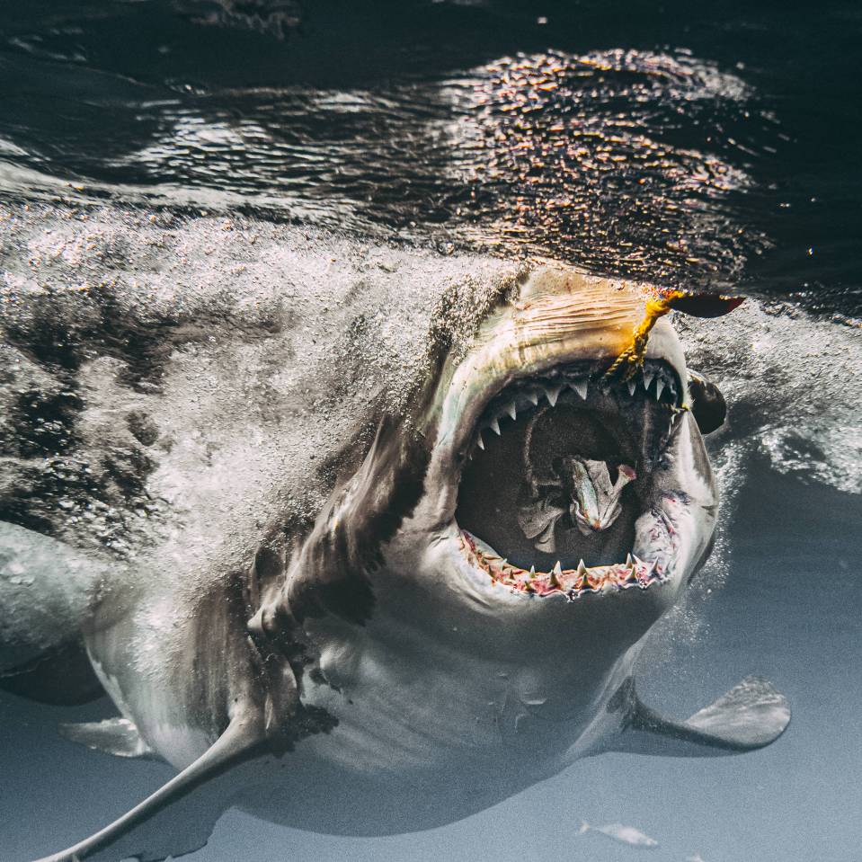  A massive shark opens its incredible jaws as it closes in on the bait