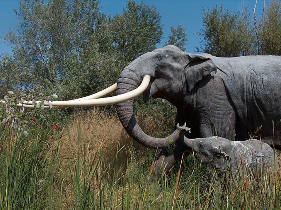 The elephant's long tusks would have looked something like this