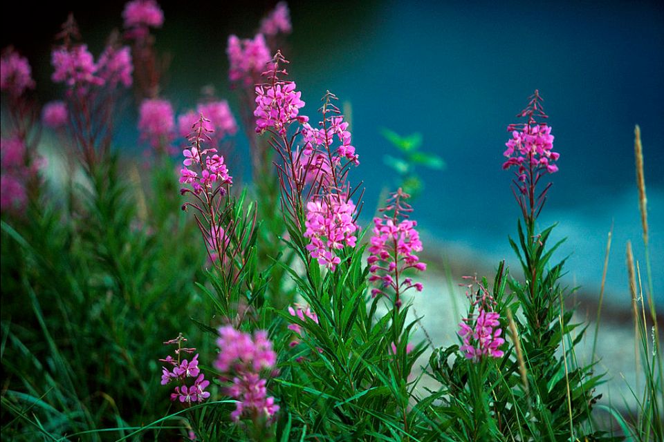 The fireweed does flower but it can be a troublesome plant in small gardens 