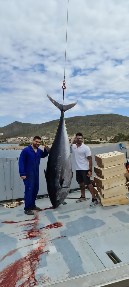  It is thought the tuna is the largest ever to have been found in these waters in Spain