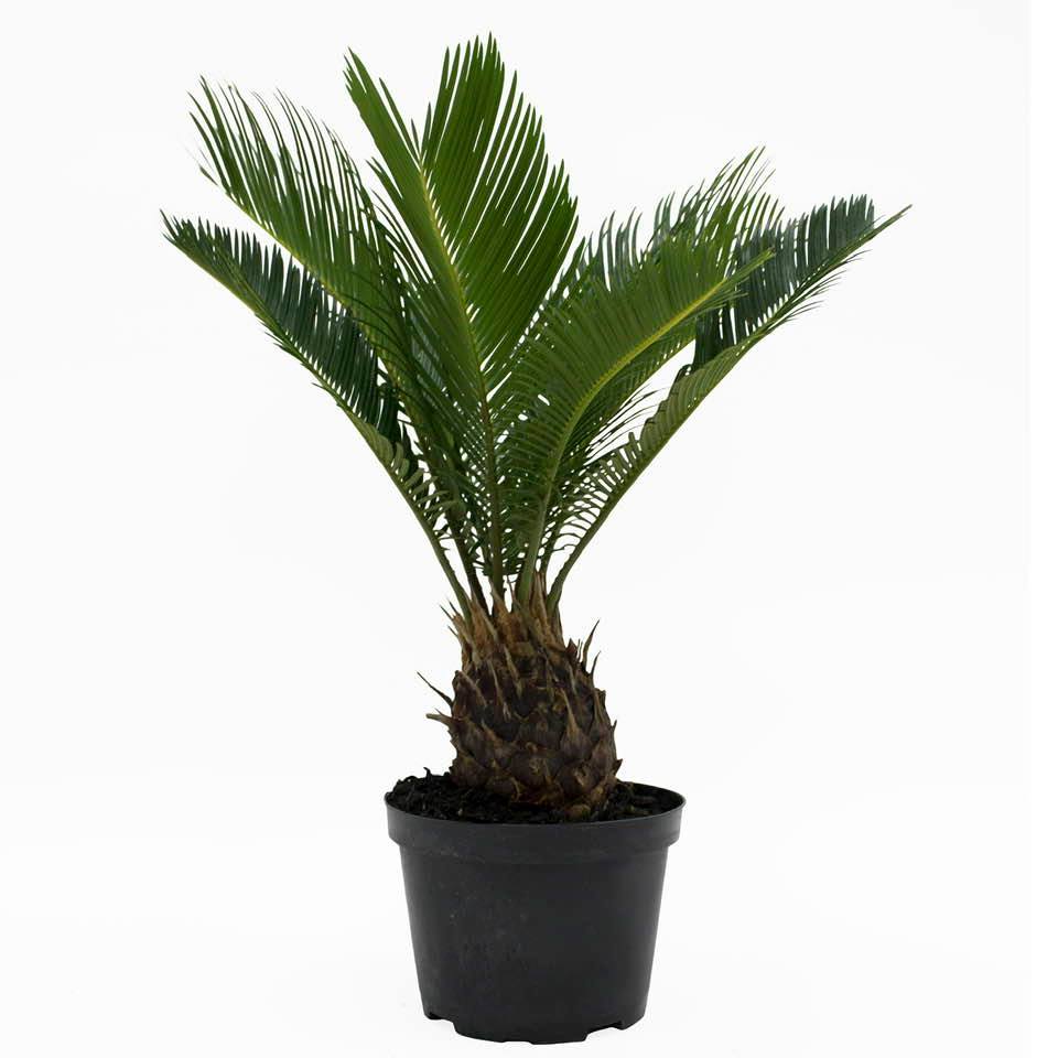 The Sago Palm is a common houseplant but it's toxic to humans and animals