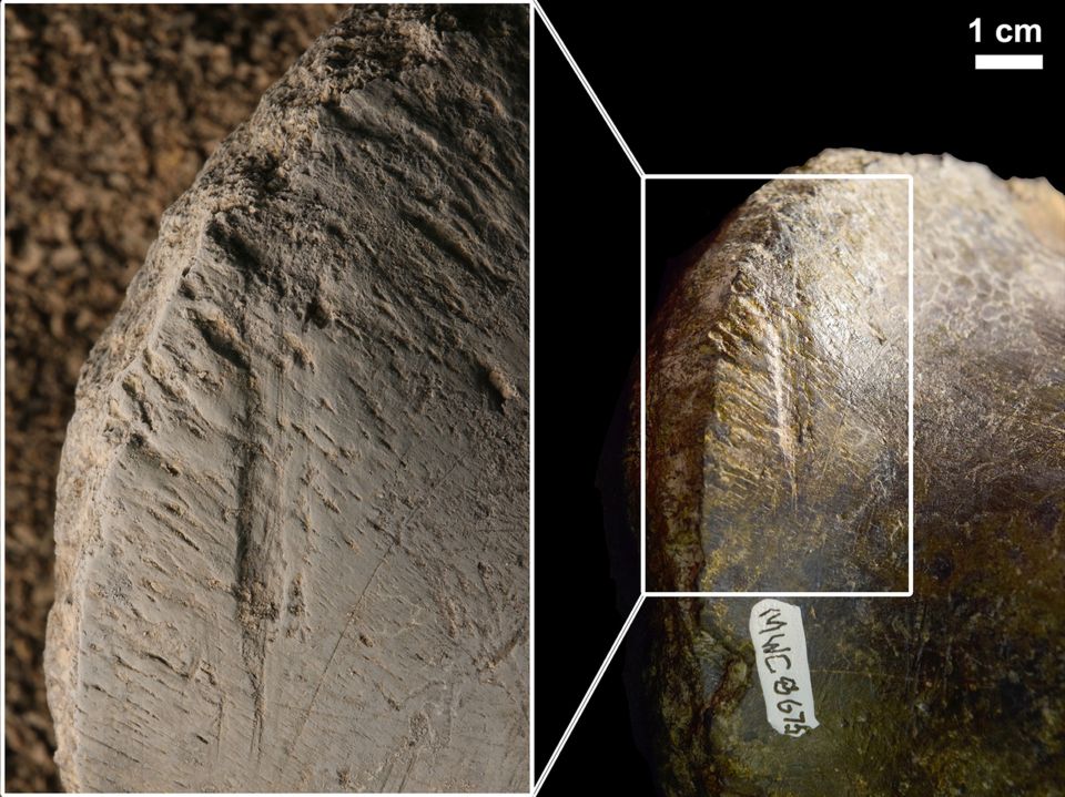  Photo issued by University of Tennessee of bite marks on an Allosaurus bone