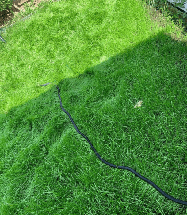 This is what Joshua's lawn looks like now, thanks to Poundland grass seed