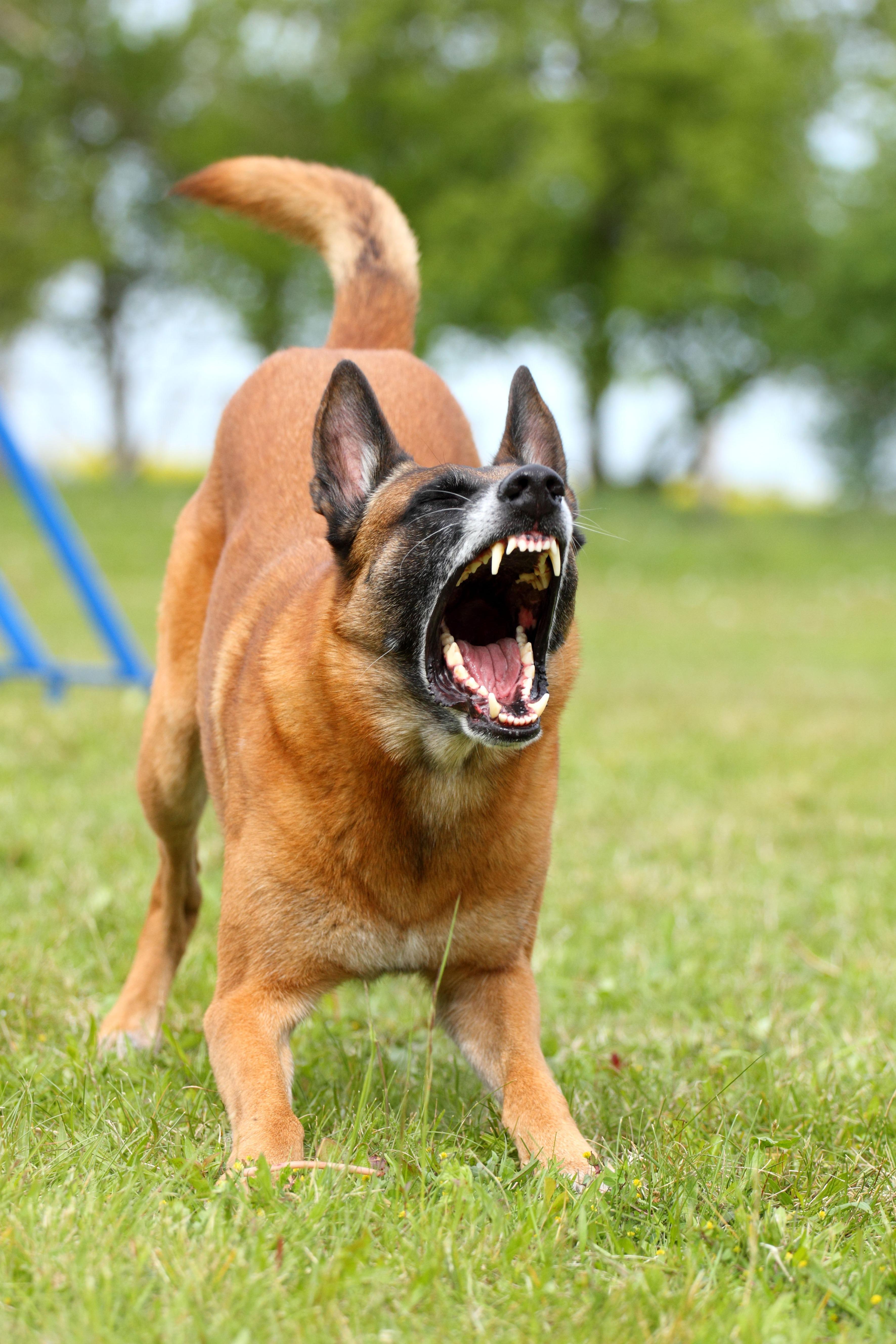 Excessive barking is the problem experienced by dog owners in the UK