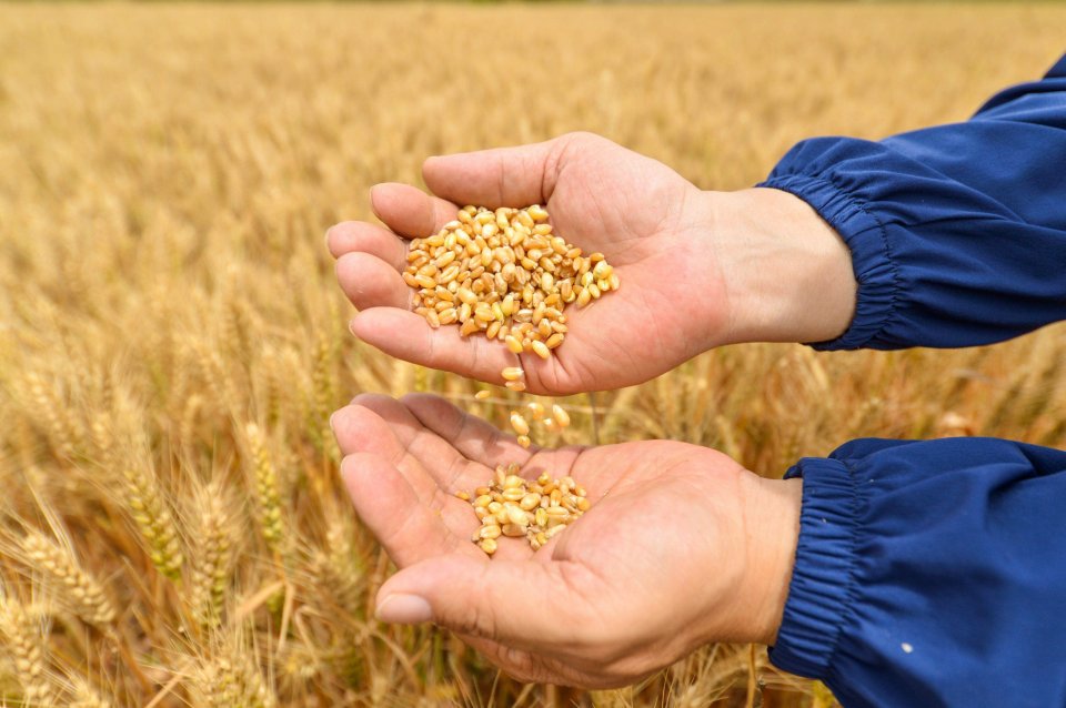 Experts say grains can be difficult to digest for some people 