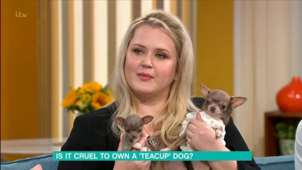  Breeder Elena Katerova runs Tiffany Chihuahuas & Pomeranians