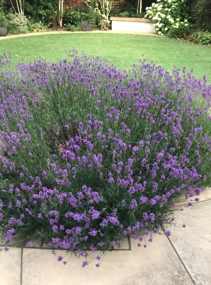  Sue shared photos of her flowery garden