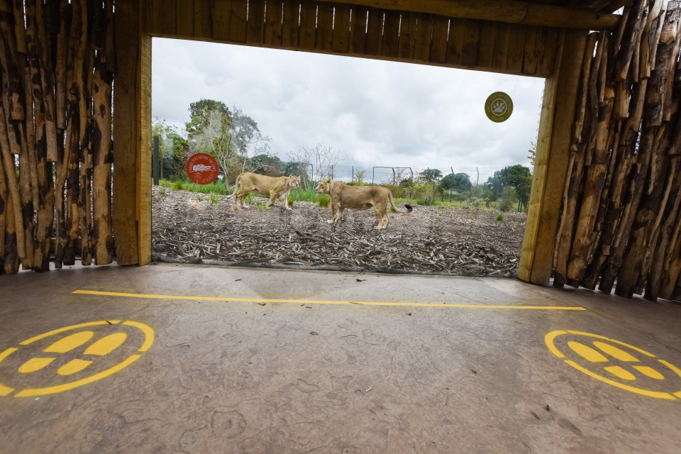  Zoos have already begun preparing to open with new social distancing measures