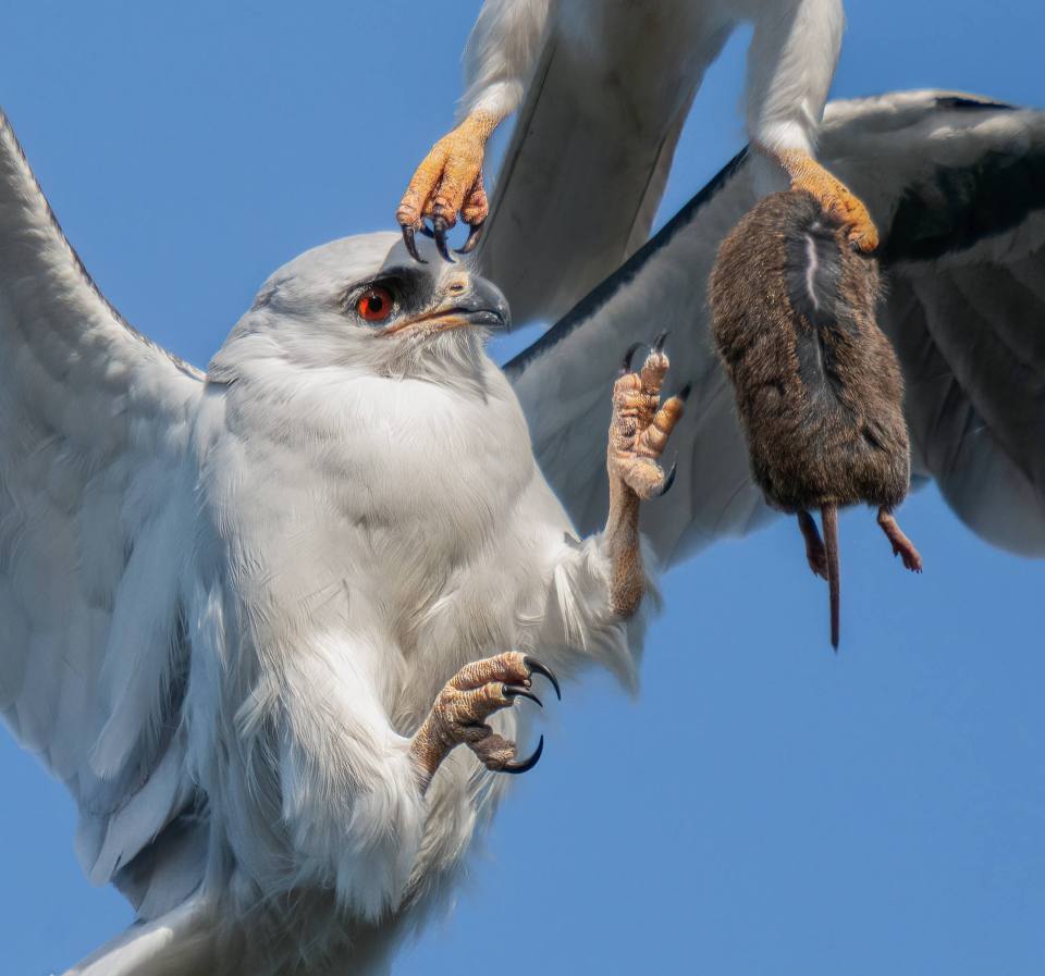 Wildlife photographer Sha Lu took the stunning images