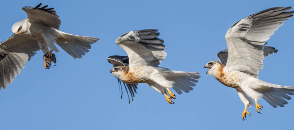 Sha Lu captured the moment a third bird tried to steal the catch