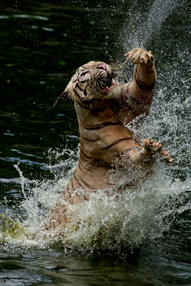 The big cat was spotted clawing at the air during feeding time