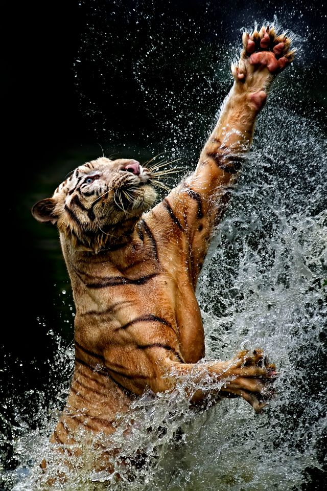 The startling images were captured at a zoo in Indonesia