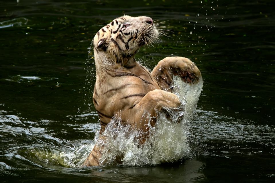 The 120-kilogram tiger measured eight feet in length