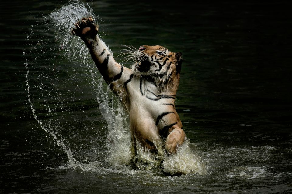 The huge Sumatran tiger was captured stretching its paw high into the air