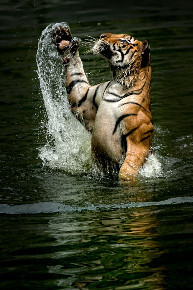 Tigers are well-known for toying with their prey