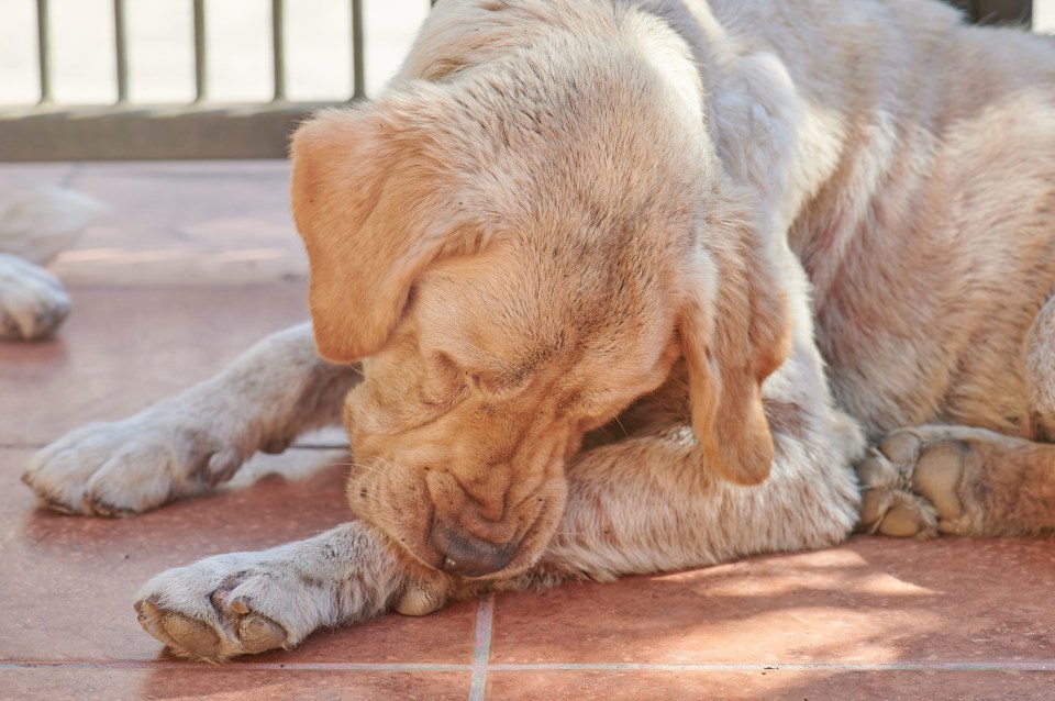 A dog biting its fur can be a sign of allergies