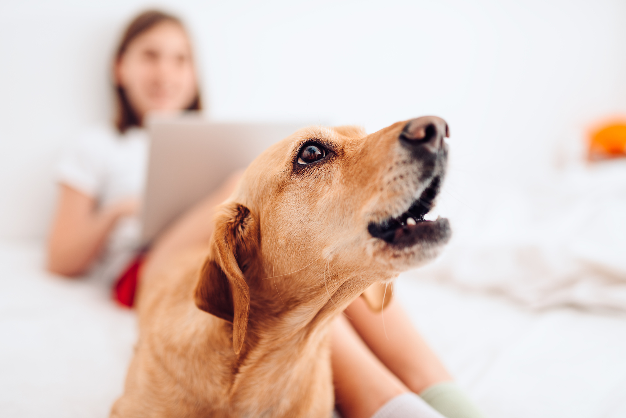 Distracting and rewarding is the best method for tackling excessive barking