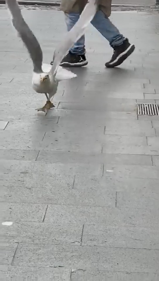 The seagull then flew off with the rat in its belly after being spooked