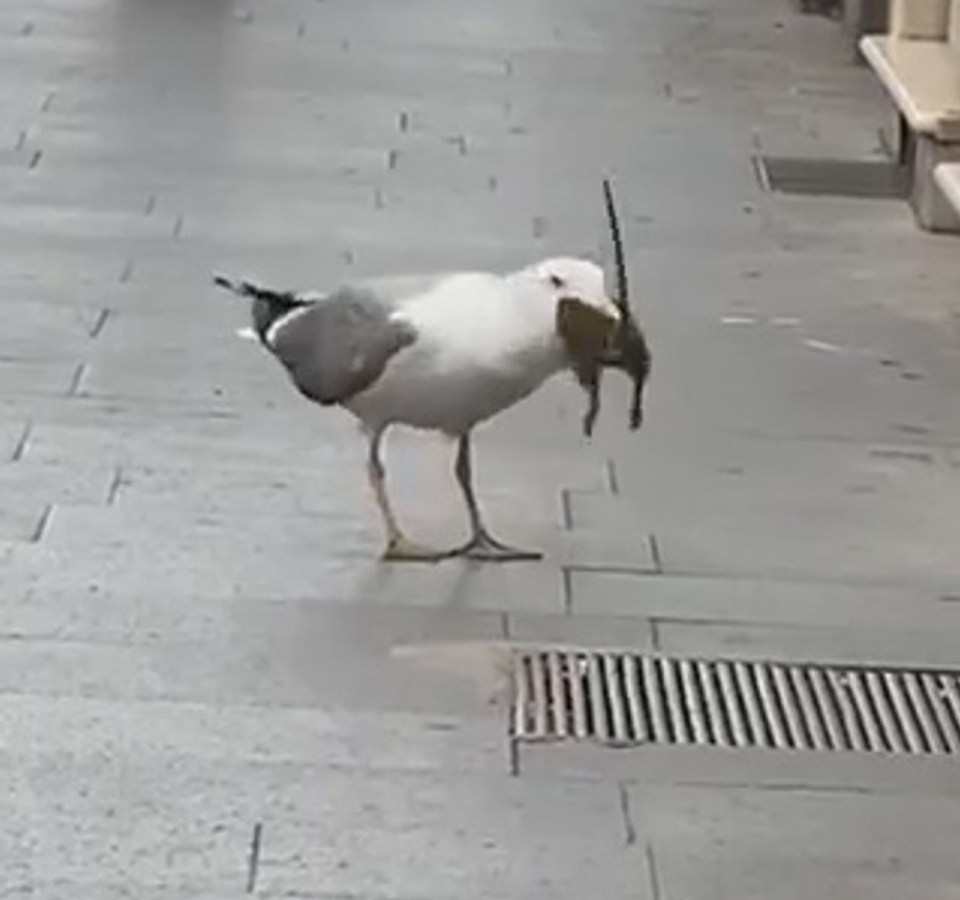 This seagull was filmed chowing down on a rat half its size in Rome