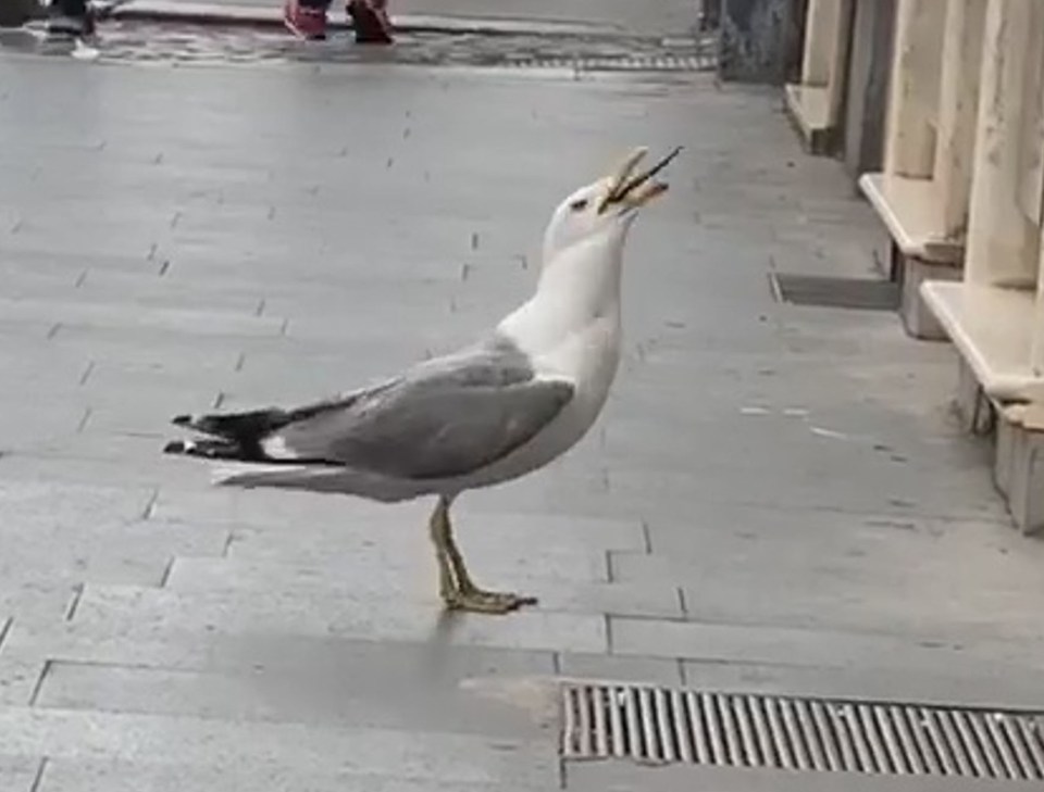 Only a tail can be seen as the bird finishes up