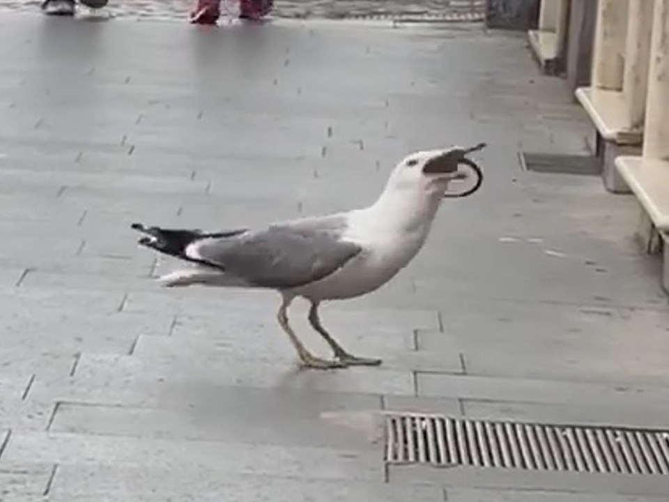 The seagull calmly knocks its head back and swallows the rodent whole