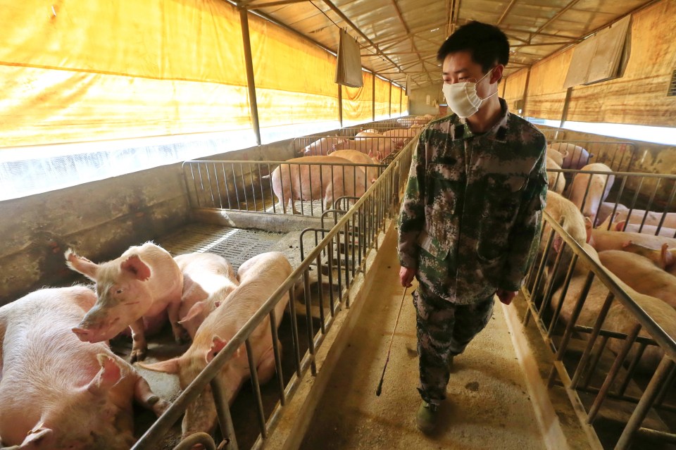 A masked worker checks the pigs in a hog pen in Suining, Sichuan province, China