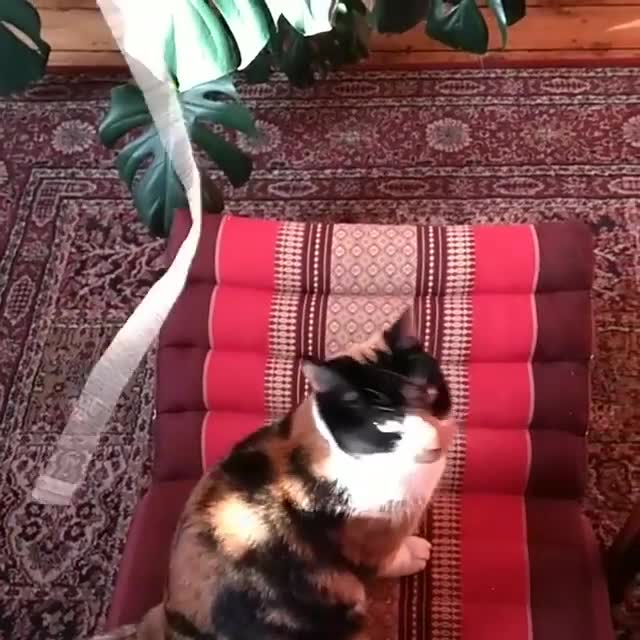  Helena's cat seems perfectly content on a red printed rug