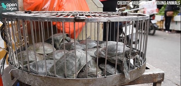 Turtles trapped in cages attempted to escape