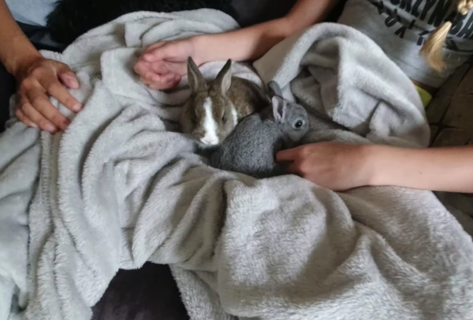 She also became the owner of two adorable dwarf rabbits