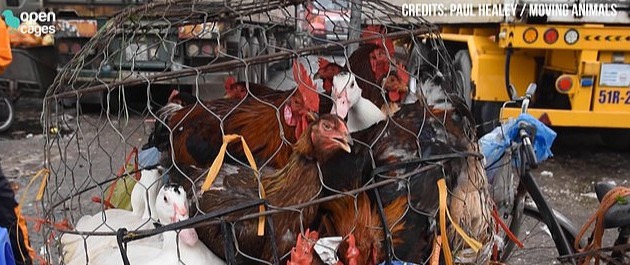 Activists said the conditions are "horrndous for the animals"