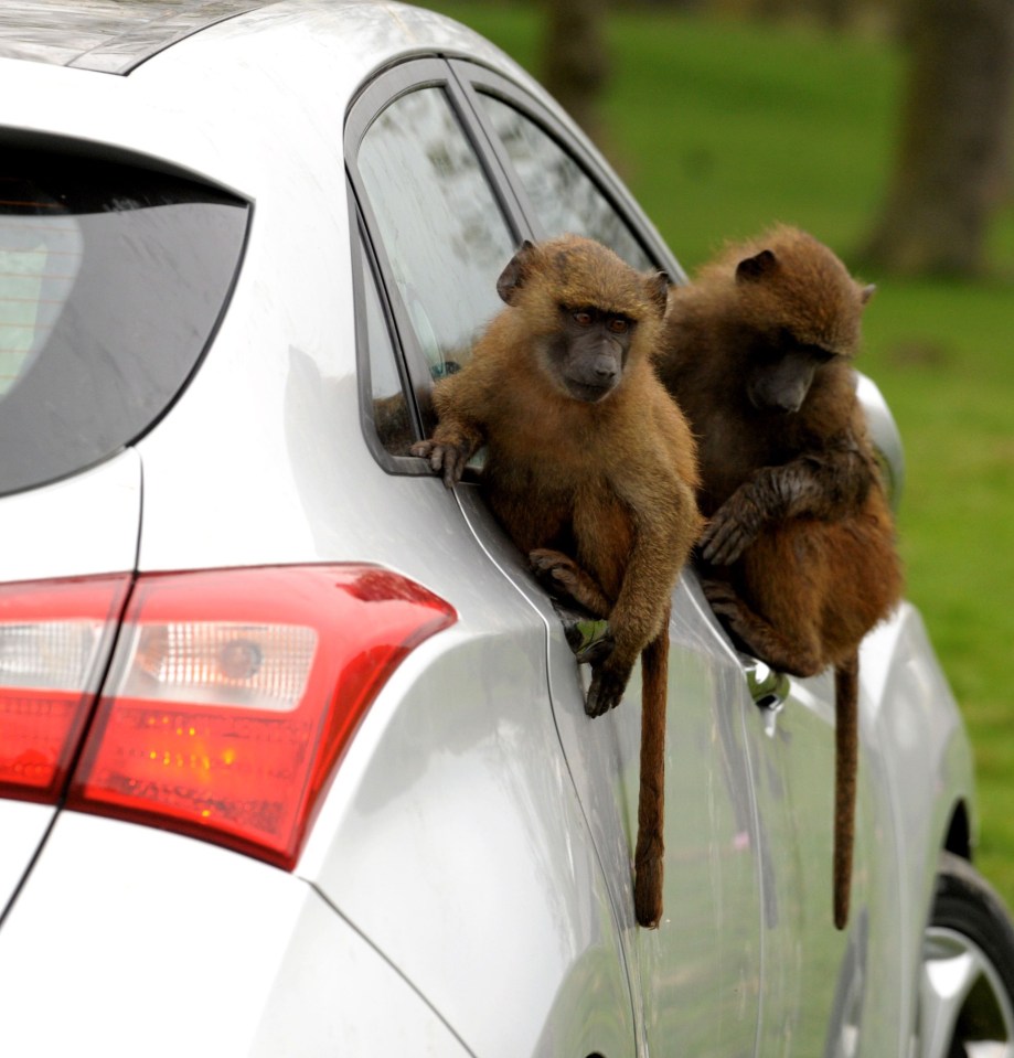 One worker said: "They will literally go into people’s toolboxes and carry them around. One of the baboons was seen lugging around a chainsaw.”