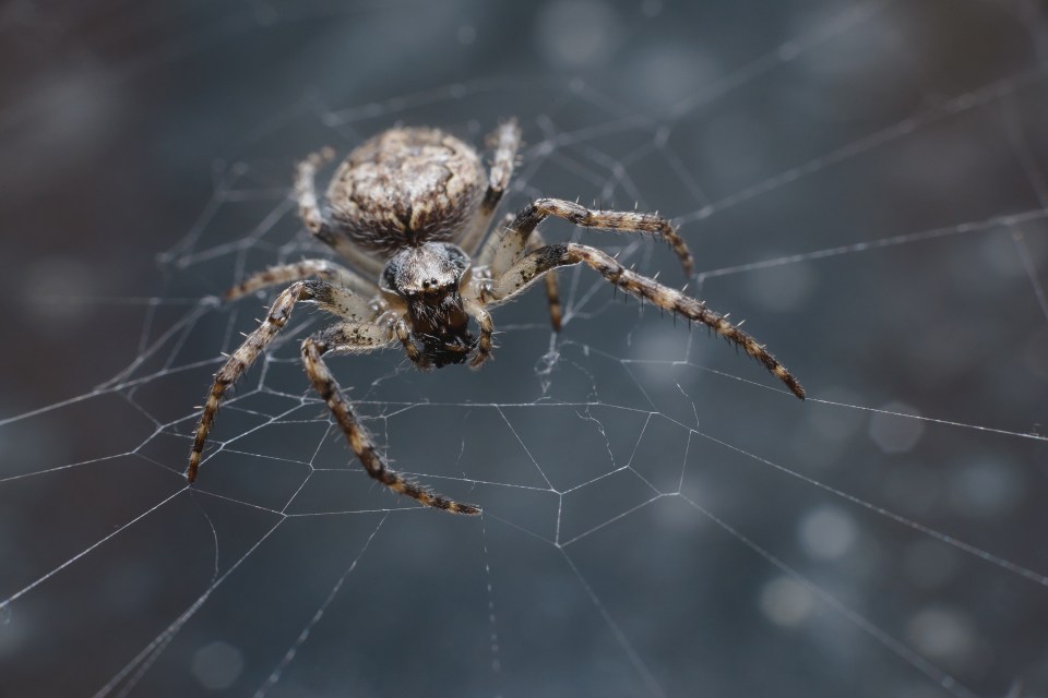 These spiders can sit in the centre of the web waiting for its prey