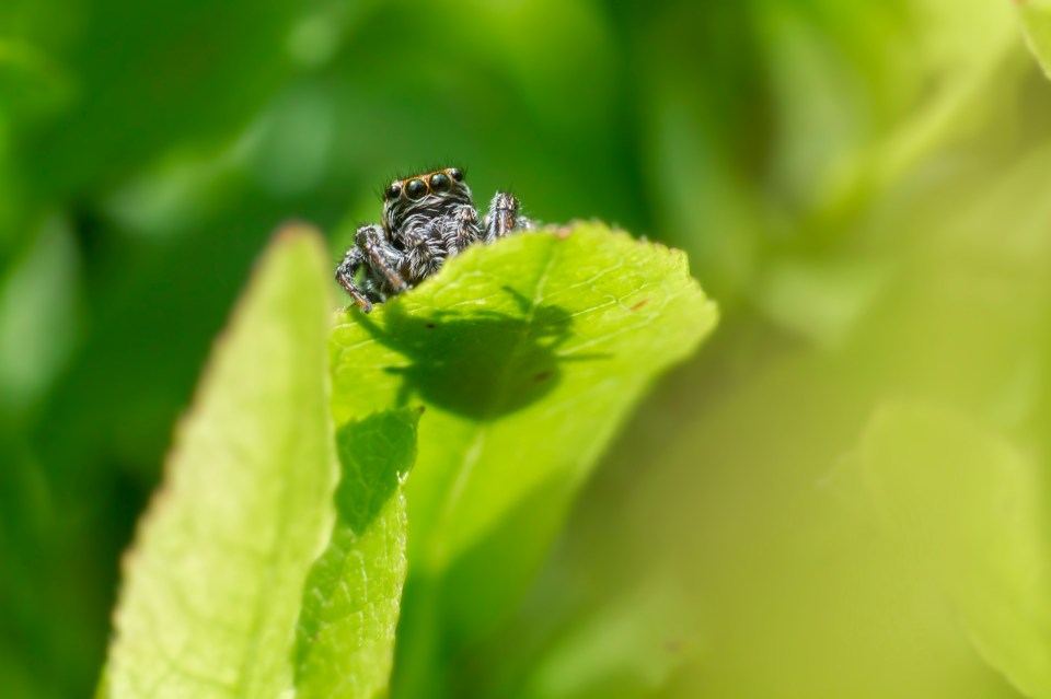 Close-up of a zebra jumping spider