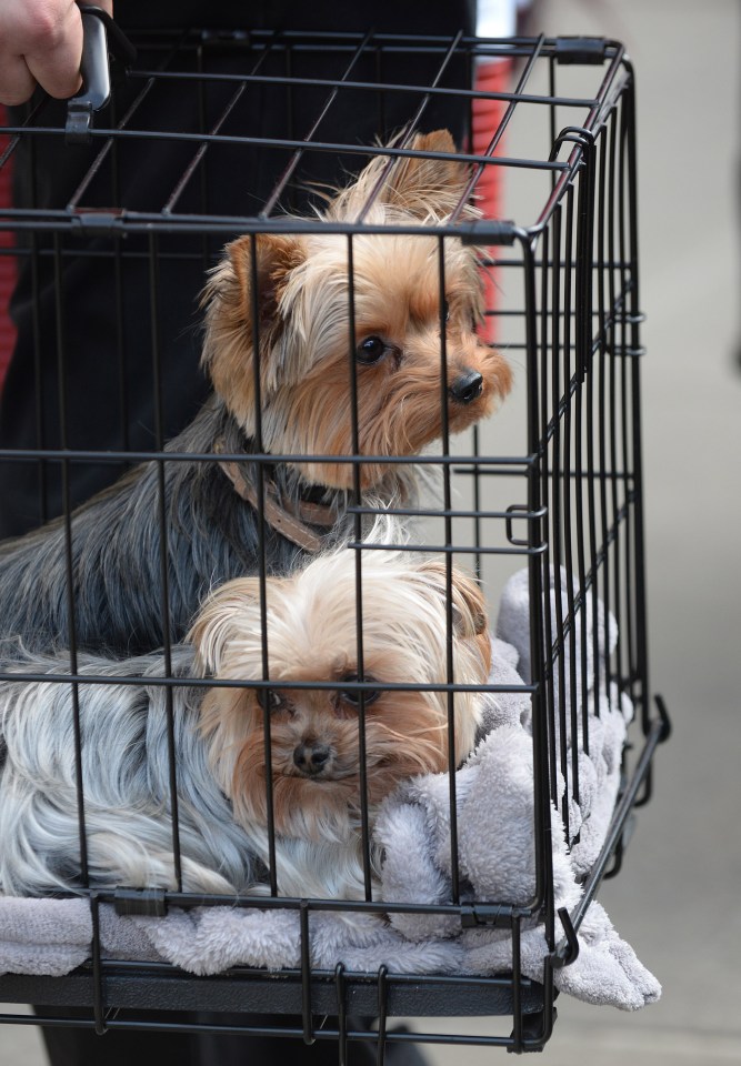 The cleaner said she did not believe the excrement had come from the couple's dogs Pistol and Boo 