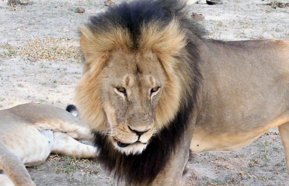 Cecil the lion was one of the most popular creatures at the Hwange National Park in Hwange, Zimbabwe