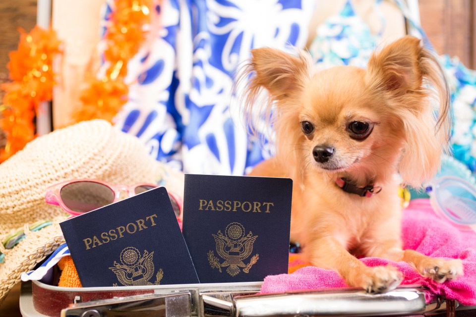 Dogs will need to get vaccinated and blood tested before they travel to the EU