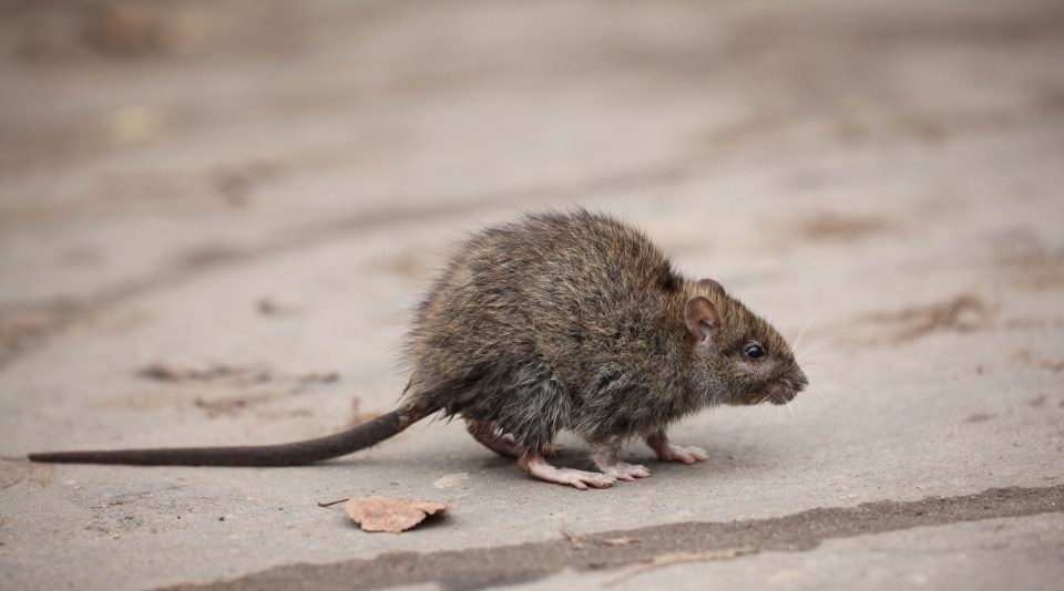 Aviva found a 42 percent surge in rat infestations