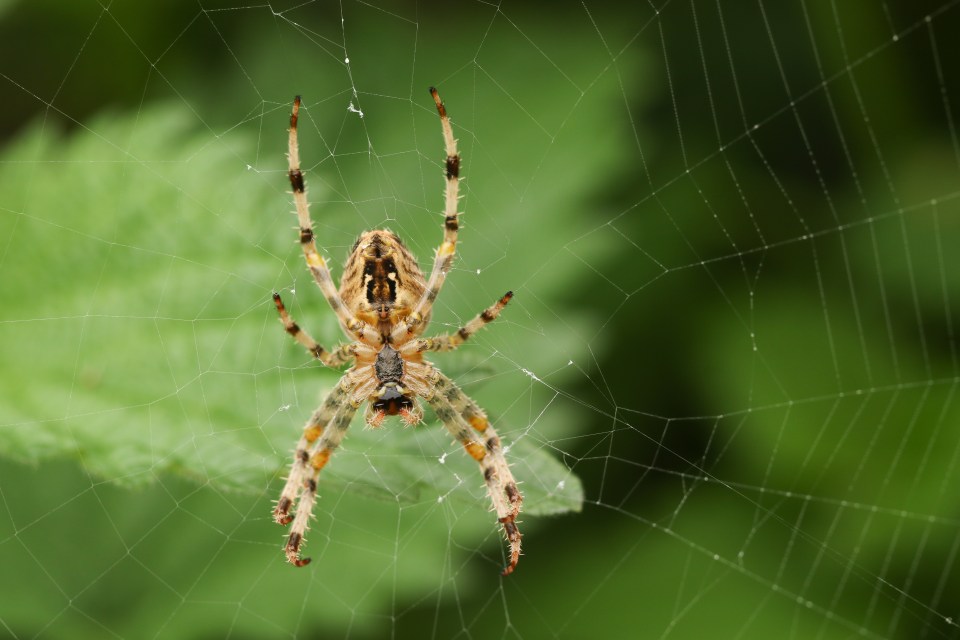 The underside of European Garden Spider