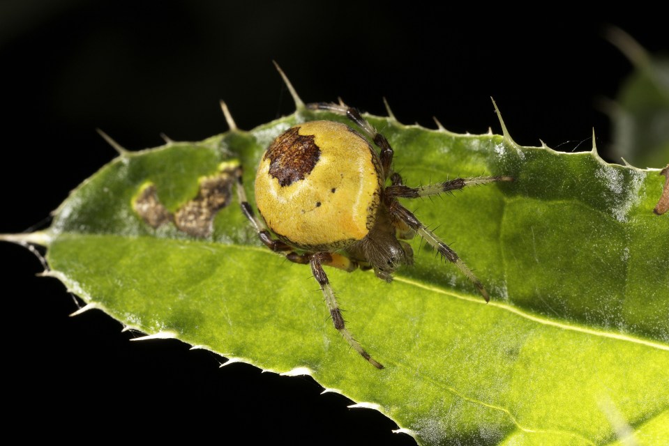 Orb web spiders tend to stick near water